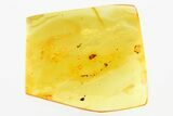 Fossil Wingless Scale Insect (Coccoidea) in Baltic Amber #278695-1